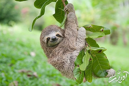 با خنگترین حیوانات دنیا آشنا بشید با خنگترین حیوانات دنیا آشنا بشید